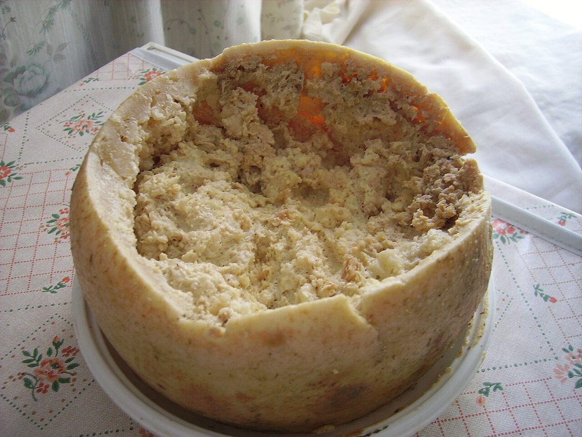 Casu Marzu, photographed
